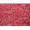 acer palmatum geisha gone's wild