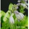 Hosta Hanky panky