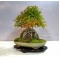 Mini bonsai Acer buergerianum handbook N° 7