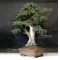 Mini bonsai N°8 genevrier rigida Kyosuke Gun