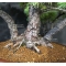 Pinus pentaphylla du Japon ref :21070173