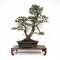 Pinus pentaphylla du Japon ref :10070171