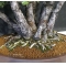 VENDU Pinus pentaphylla du Japon ref :11080171