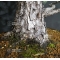 Pinus pentaphylla du Japon ref : 19110174