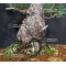 vendu Pinus pentaphylla du Japon ref : 21110173