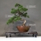 VENDU Juniperus chinensis  25050182