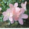Rhododendron nikko 05060181