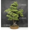 Pinus pentaphylla 18060181