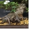 VENDU rhododendron variété kaho 20060182 PROMOTION