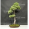 Pinus pentaphylla 25070182