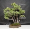 Pinus pentaphylla du Japon ref :10070172
