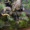 VENDU Pinus pentaphylla variété kokonoe 18120192