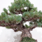 Pinus pentaphylla ref: 16020214