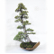 Pinus pentaphylla ref: 20020215
