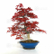 VENDU Acer palmatum deshojo 16040215