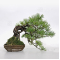 PT Pinus pentaphylla  ref : 270502123