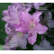 rhododendron kumpu 14060191