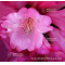 rhododendron wine and roses ®