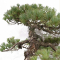 Pinus pentaphylla ref: 21090222