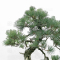 Pinus pentaphylla 23090224