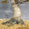 acer palmatum kashima ref :5050233
