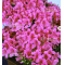 rhododendron momo chidori 2210231
