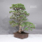 VENDU Pinus pentaphylla zuisho ref :07011239