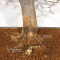 Acer buergerianum ref :21020253
