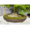 acer palmatum 150525