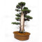 juniperus rigida ref: 19070252