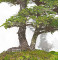 picea  jezoensis 28070252
