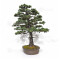 picea  jezoensis 28070251