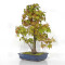 Acer palmatum ref: 23070252