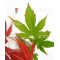 acer palmatum seigen  ref : 23070253
