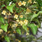eleagnus pungens maculata aurea 12020258