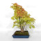 Acer palmatum ref: 24070251