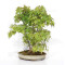 Acer palmatum ref: 24070252