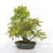 VENDU acer palmatum ref: 24070254