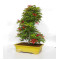 acer palmatum deshojo 24070253