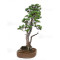 PINUS PENTAPHYLLA ref: 24070255