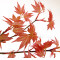 acer palmatum beni chidori 24070257