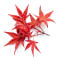 acer palmatum deshojo 17030234