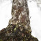 PINUS PENTAPHYLLA ref: 120202511