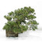 pinus pentaphylla 12020259