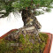 pinus thunbergii 12100241