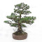 Pinus pentaphylla ref: 21020258