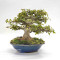 Acer buergerianum ref:25090251
