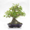 acer buergerianum ref: 25090252