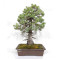 pinus pentaphylla ref: 25090254