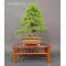 Mini bonsai Japanese black pine handbook N°6